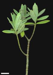 Veronica colensoi. Sprig. Scale = 10 mm.
 Image: M.J. Bayly & A.V. Kellow © Te Papa CC-BY-NC 3.0 NZ